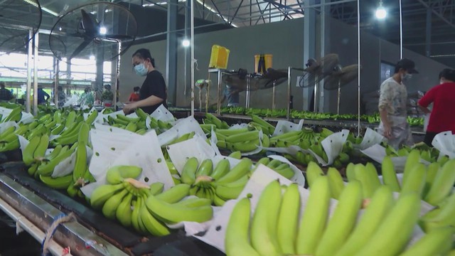 Xuất khẩu nông lâm sản đặt nhiều kỳ vọng tăng trưởng trong năm mới - Ảnh 4.