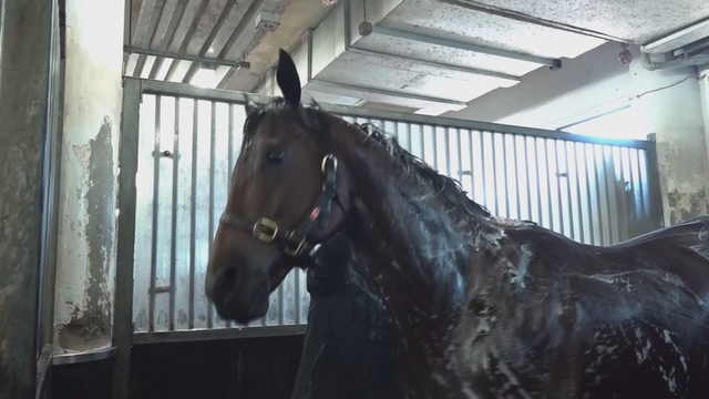 Trung Quốc: Đua ngựa tại Hong Kong mừng Tết Nguyên đán - Ảnh 1.