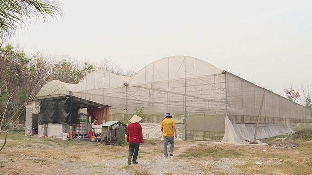 Dưa lưới bước vào mùa thu hoạch rộn ràng phục vụ thị trường Tết - Ảnh 7.