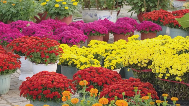 Nhà vườn TP. Hồ Chí Minh nhộn nhịp bước vào mùa cao điểm- Ảnh 2.