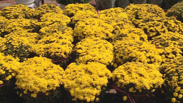 Chợ hoa Xuân "Trên bến dưới thuyền" 2026: Ghe hoa tấp nập cập bến, sẵn sàng cho mùa Tết cao điểm - Ảnh 3.