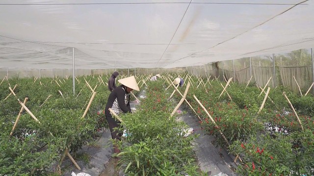 Startup trẻ nông nghiệp công nghệ cao tìm hướng đi mới cho kinh tế đô thị - Ảnh 2.