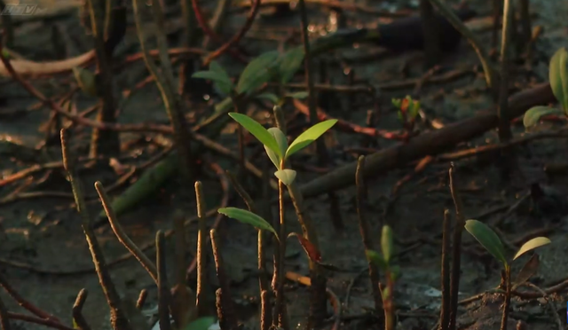 Cùng HTV Hành động xanh 2026 - Tập 1: Bảo vệ "lá chắn xanh" nơi đầu sóng - Ảnh 1.