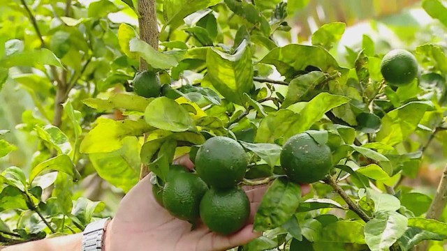 60 giây ngày 14/3/2026 I Cà Mau: Bỏ phiếu bầu cử sớm ở hai đảo Hòn Khoai và Hòn Chuối - Ảnh 2.