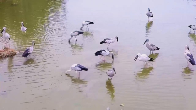 60 Giây ngày 14/3/2026 | TP. Hồ Chí Minh đảm bảo tuyên truyền thông tin bầu cử đến từng người dân xã ven biển - Ảnh 1.