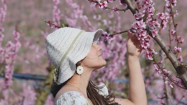 Tây Ban Nha: Hoa đào nở nhuộm hồng vùng Aitona   - Ảnh 1.