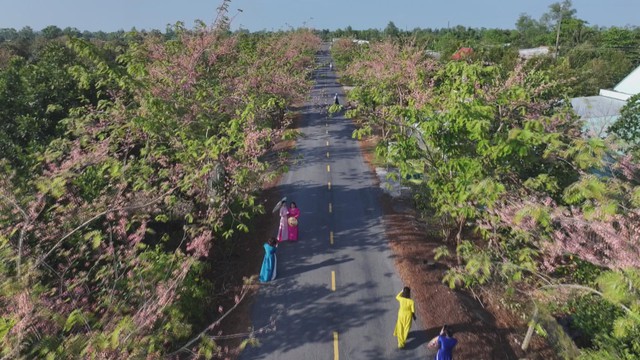 60 Giây ngày 17/3/2026 | Mùa hoa ô môi - Ký ức khó phai của nhiều thế hệ - Ảnh 2.