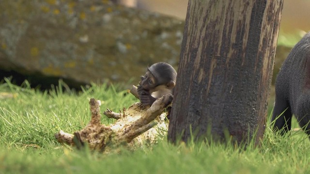 Anh: Khỉ quý hiếm sinh con sau ca phẫu thuật chưa từng có- Ảnh 1.