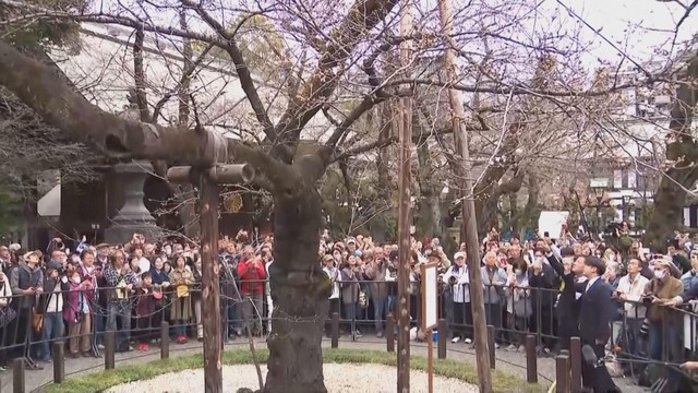 Mùa hoa anh đào Nhật Bản bắt đầu - Ảnh 1.