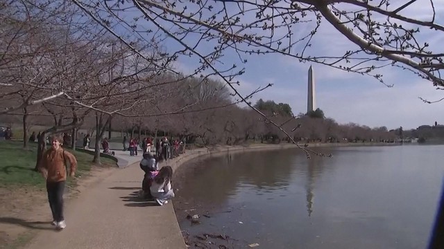Mỹ: Hàng anh đào ở Washington D.C. hé nở - Ảnh 1.