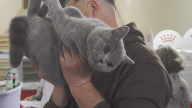 Rumani: Triển lãm mèo SofistiCat thu hút hàng ngàn người yêu mèo - Ảnh 1.