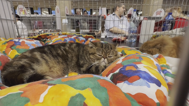 Rumani: Triển lãm mèo SofistiCat thu hút hàng ngàn người yêu mèo - Ảnh 2.