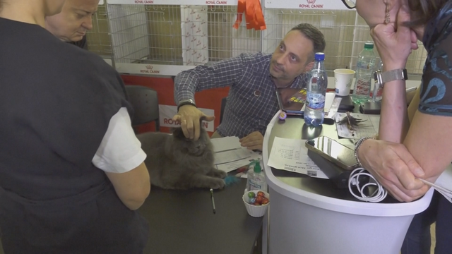 Rumani: Triển lãm mèo SofistiCat thu hút hàng ngàn người yêu mèo - Ảnh 3.