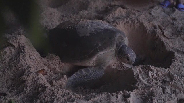 Vươn khơi - Ngày 24/3/2026 | Côn Đảo ghi nhận 48 tổ rùa biển tại Hòn Bảy Cạnh - Ảnh 1.