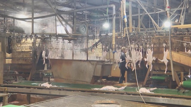 Vươn khơi - Ngày 24/3/2026 | Côn Đảo ghi nhận 48 tổ rùa biển tại Hòn Bảy Cạnh - Ảnh 3.