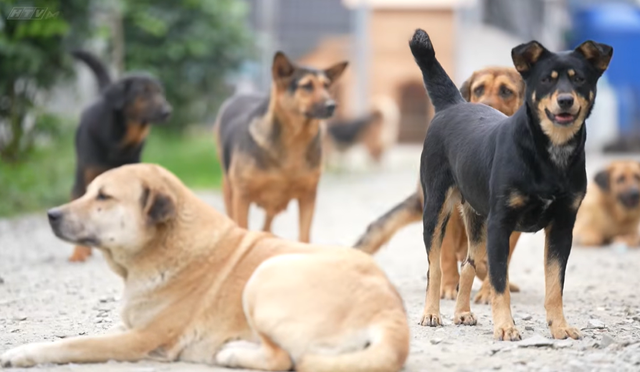 Người chung quanh ta - Tập 21: Sân nhà nhiều chó, nơi những sinh linh bé nhỏ được yêu thương - Ảnh 3.