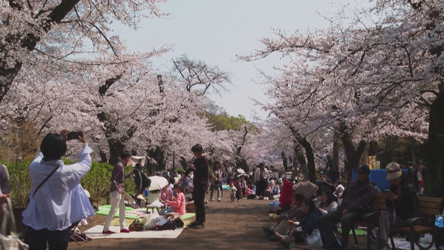 Hoa anh đào nở sớm tại Nhật Bản - Ảnh 1.