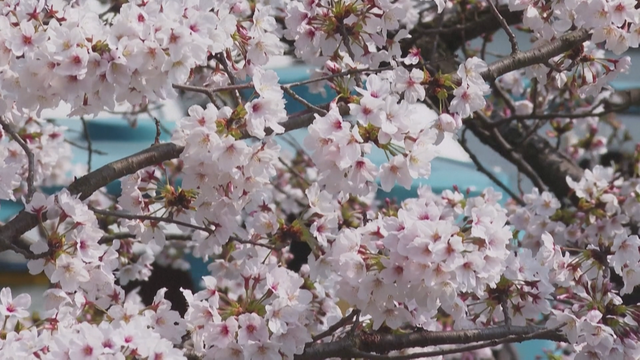 Hoa anh đào nở sớm tại Nhật Bản - Ảnh 6.