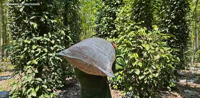 Vươn khơi - Ngày 31/3/2026 | Nguồn cung nhà ở xã hội vẫn khan hiếm - Ảnh 3.