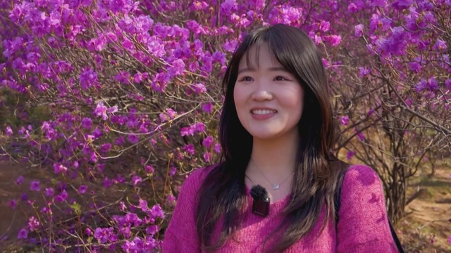 Hàn Quốc: Lễ hội hoa đỗ quyên trên núi Wonmisan - Ảnh 1.