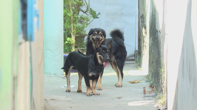 60 Giây ngày 14/4/2026 | Giá gas hạ nhiệt, bình 12kg giảm từ 20.000 - 30.000 đồng- Ảnh 3.