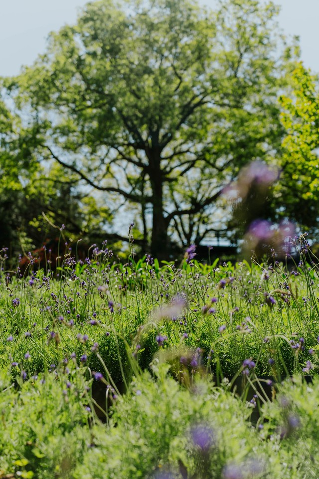 Sống chậm giữa Lavender Forest: Khi thiên nhiên trở thành liệu pháp tinh thần - Ảnh 2.
