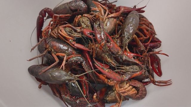 Đừng hôn nhau sau khi thưởng thức đặc sản này ở Mỹ - Ảnh 2.