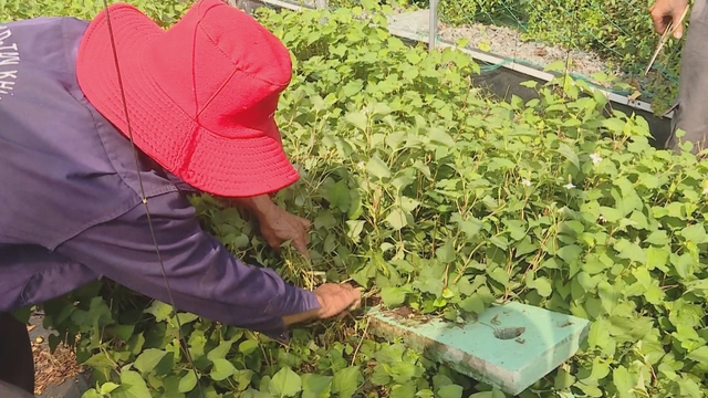 TP. Hồ Chí Minh thúc đẩy nông nghiệp công nghệ cao, thích ứng đô thị hóa và biến đổi khí hậu - Ảnh 4.