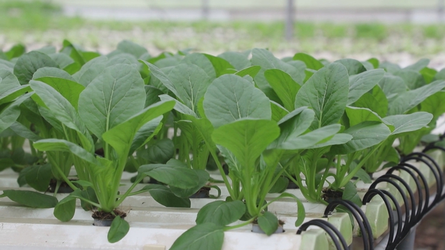 Thời sự HTV ngày 20/4/2026 | Tương lai nông nghiệp trong lòng thành phố - Ảnh 2.