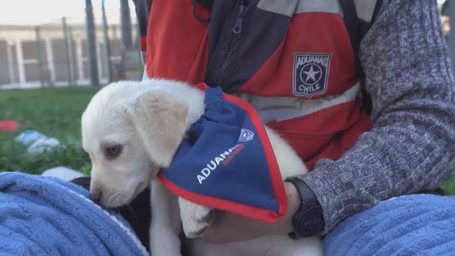 Chile: Huấn luyện chó nghiệp vụ ngay khi chào đời- Ảnh 1.