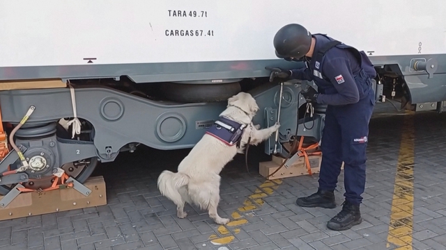 Chile: Huấn luyện chó nghiệp vụ ngay khi chào đời- Ảnh 2.
