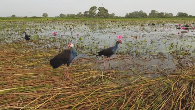 60 Giây ngày 29/4/2026 |Đồng Nai xây đường trên cao dọc quốc lộ 51 nối cao tốc Biên Hòa - Vũng Tàu - Ảnh 2.