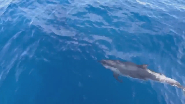 60 Giây ngày 29/4/2026 |Đồng Nai xây đường trên cao dọc quốc lộ 51 nối cao tốc Biên Hòa - Vũng Tàu - Ảnh 3.