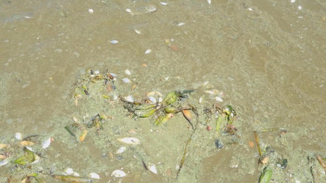 60 Giây ngày 7/3/2026 | TP. Hồ Chí Minh: Gần 8.800 trường hợp có vấn đề về sức khỏe sau khám tầm soát - Ảnh 2.