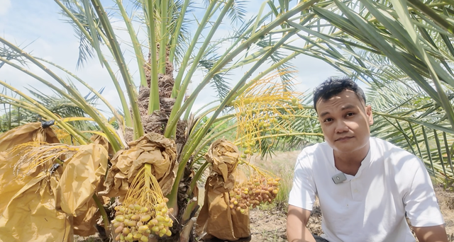 Chàng kỹ sư IT rời Singapore về Đồng Tháp khởi nghiệp với vườn "Chà là Nữ hoàng" độc lạ giữa miền Tây - Ảnh 4.