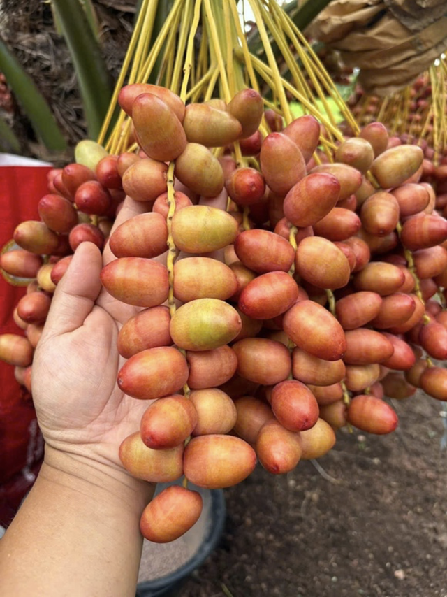 Chàng kỹ sư IT rời Singapore về Đồng Tháp khởi nghiệp với vườn "Chà là Nữ hoàng" độc lạ giữa miền Tây - Ảnh 5.