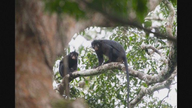 Phát hiện loài khỉ mới ở Cộng hòa Dân chủ Congo - Ảnh 1.