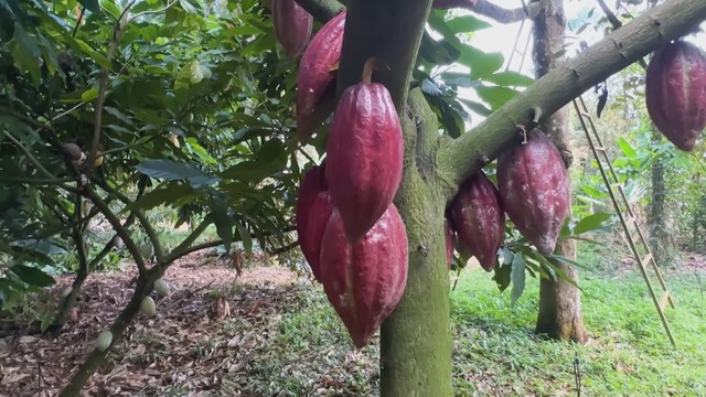 Vươn khơi - Ngày 21/7/2026 | "Cháy hàng" cây giống ca cao - Ảnh 1.