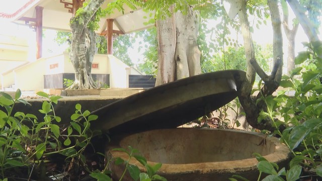 Vươn khơi - Ngày 21/7/2026 | "Cháy hàng" cây giống ca cao - Ảnh 3.