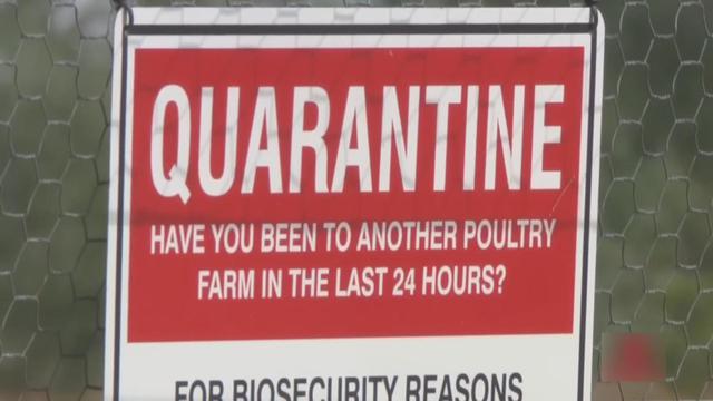 Australia xác nhận đợt chim hoang dã chết hàng loạt đầu tiên do cúm H5N1- Ảnh 2.