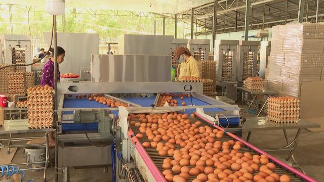 Liên kết, công nghệ nâng tầm ngành trứng gia cầm- Ảnh 6.