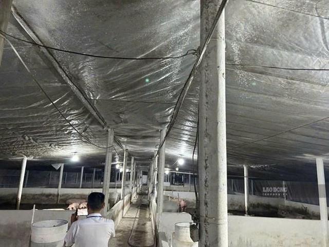 Đồng Nai tạm giữ hơn 3.900 con heo để xác minh chất cấm - Ảnh 1.
