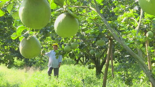 Vươn Khơi - Ngày 8/8/2026 | Nông nghiệp TP. Hồ Chí Minh: Cấp 149 mã số vùng trồng - Ảnh 2.