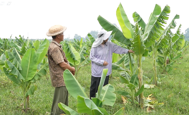 Nông nghiệp tuần hoàn từ cây chuối hột | Cùng HTV hành động xanh - Tập 15 - Ảnh 1.