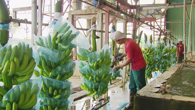 Vươn Khơi - Ngày 3/9/2026 | Mục tiêu hơn 5.000 hợp tác xã ứng dụng công nghệ cao - Ảnh 1.