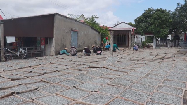 60 Giây Sáng ngày 8/9/2026 | Người dân miền Tây thu nhập ổn định nhờ bông súng mùa nước nổi - Ảnh 2.