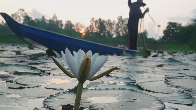 NGƯỜI DÂN MIỀN TÂY THU NHẬP ỔN ĐỊNH NHỜ BÔNG SÚNG MÙA NƯỚC NỔI - Ảnh 1.