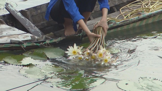 NGƯỜI DÂN MIỀN TÂY THU NHẬP ỔN ĐỊNH NHỜ BÔNG SÚNG MÙA NƯỚC NỔI - Ảnh 2.