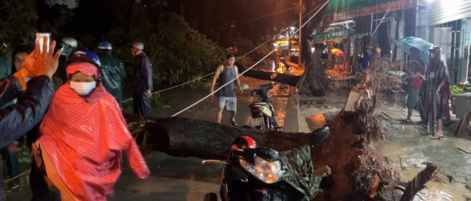 Bà đón cháu đi học về bị cây ngã đè trọng thương - Ảnh 1.