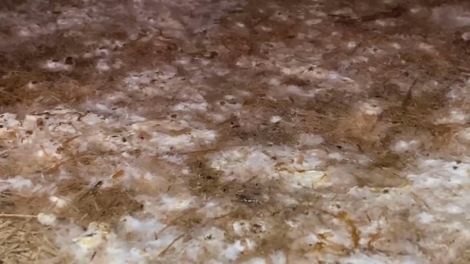 Biến nấm thành vật liệu xây dựng - Ảnh 3.